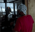 让狗生气表情包5 让狗生气表情包5