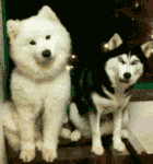 qq飞车女表情眨眼的5