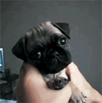 iphone最新表情符号的意思对照表4