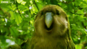 神烦狗表情恐怖4 神烦狗表情恐怖4