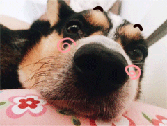 搞笑表情包动图熊猫12 搞笑表情包动图熊猫12