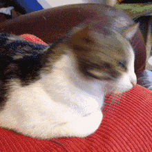 大司马生气表情10