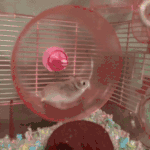 十二星座表情包你是哪个小可爱11 十二星座表情包你是哪个小可爱11