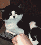 秀芹表情包2 秀芹表情包2