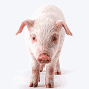 字符表情组合祝福语新年11 字符表情组合祝福语新年11