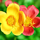 搬家祝福表情图片2