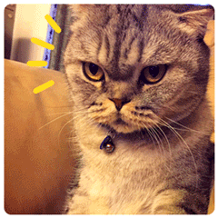 结婚祝福表情包比心图10