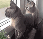 开心可爱的表情图片5