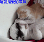 动漫萤火之森表情包gif7 动漫萤火之森表情包gif7