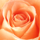 呵呵哒表情包8 呵呵哒表情包8