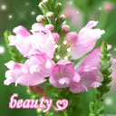 微信上哼的表情7