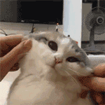 包里的表情12 包里的表情12