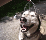 狗屎运是形容好运还是坏运8 狗屎运是形容好运还是坏运8