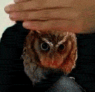 心情美丽的动漫表情1