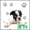 一群萨摩耶开会表情1