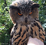 小透明搞笑表情包7 小透明搞笑表情包7