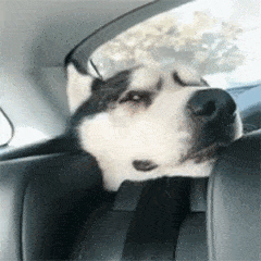 2024形容诚邀的动态表情8