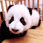 给闺蜜道歉的表情包推荐9 给闺蜜道歉的表情包推荐9