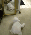 蘑菇头经典表情是什么意思4