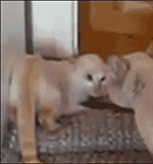 哭弃的可爱表情包14 哭弃的可爱表情包14