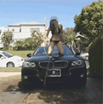 qq群名片加爪子小表情6 qq群名片加爪子小表情6