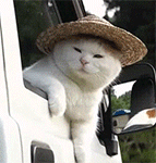 推荐10张小孩的好看的表情包8