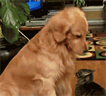 个性头型表情包14 个性头型表情包14