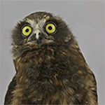 微信表情包摆出好看图案15