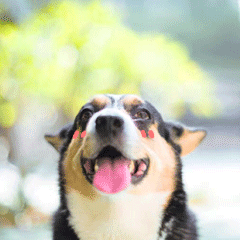 崩坏三白夜表情包沙雕8 崩坏三白夜表情包沙雕8