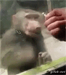 权律二全套表情包8 权律二全套表情包8