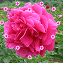 动漫表情头像简约女3 动漫表情头像简约女3