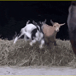 穷的表情动态4 穷的表情动态4