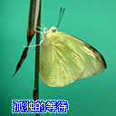 明星恶搞表情包8 明星恶搞表情包8