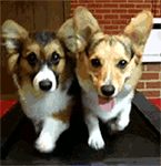 可爱的表情包小心心5