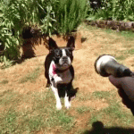 美好祝福动态表情包3 美好祝福动态表情包3