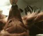 吃掉你表情包13