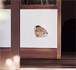 推荐8张微信的斗图表情包6