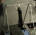 小表情包gif可爱8