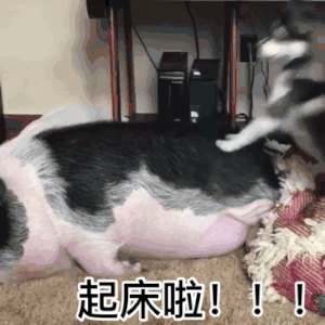 搞笑高级特工穿山甲表情包2 搞笑高级特工穿山甲表情包2