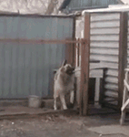 微信沙雕表情包公众号6 微信沙雕表情包公众号6