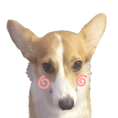 给你一朵花花表情包10 给你一朵花花表情包10