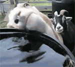 微信表情qq使用5 微信表情qq使用5