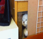 华为微信拜年表情1