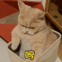 月亮不圆我都生气表情包3 月亮不圆我都生气表情包3