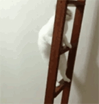 张学友表情高清包头像10