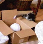 电影gif表情包在线制作软件7