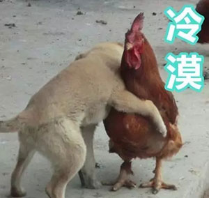 拜年动图表情包202110