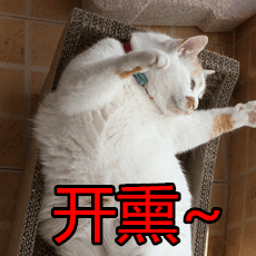猫的经典表情包9