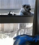 精选8组不能的祝福表情11 精选8组不能的祝福表情11