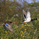 神武包子表情包7 神武包子表情包7